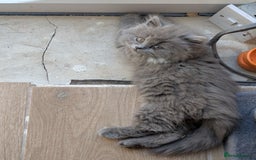 British Shorthair cats for sale: GCCF British Shorthair & longhair kittens - Image 8