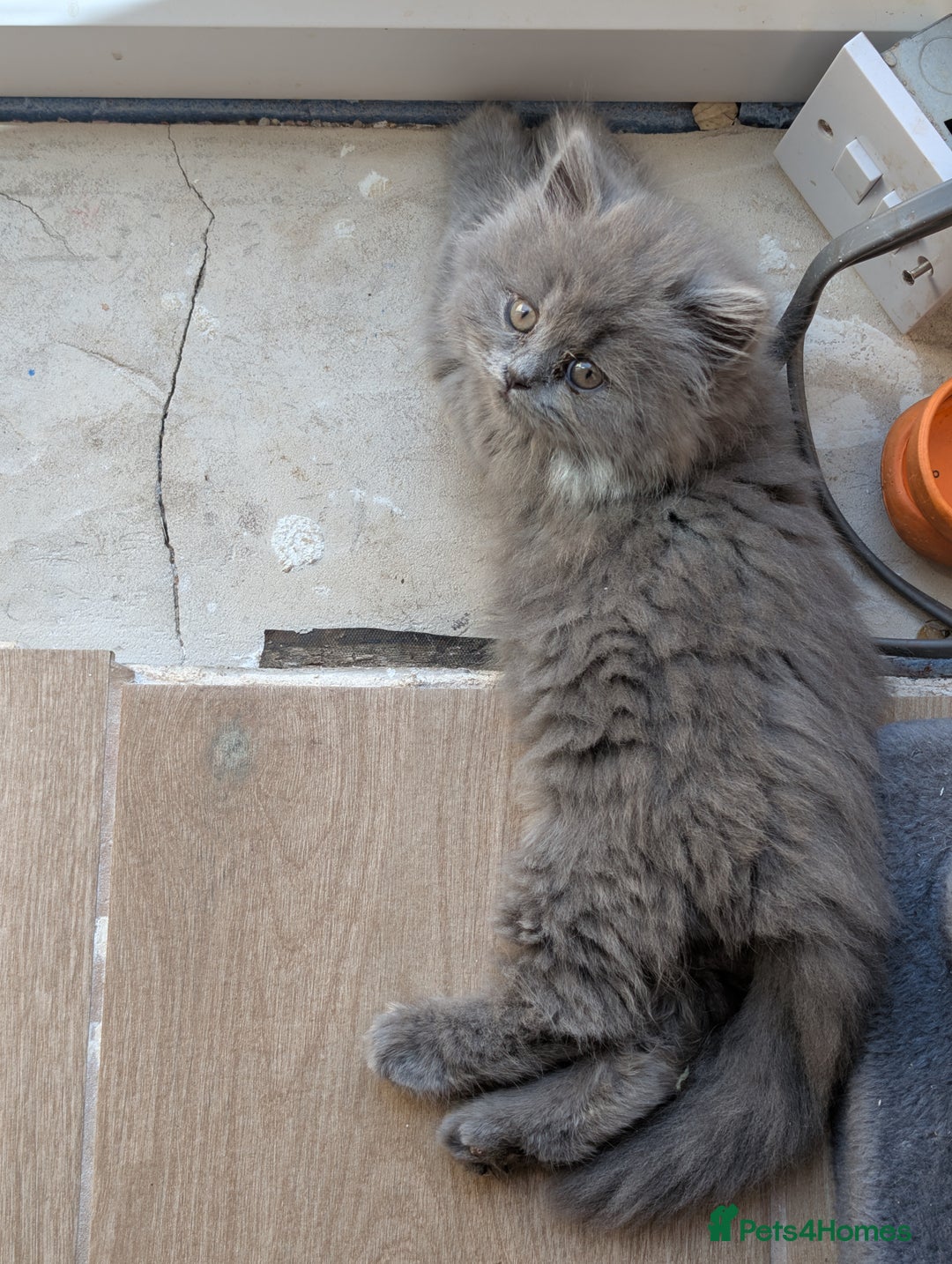 British Shorthair cats for sale: GCCF British Shorthair & longhair kittens - Image 8