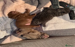 Shar Pei dogs for sale: 3 beautiful shar Pei puppy’s  - Image 11