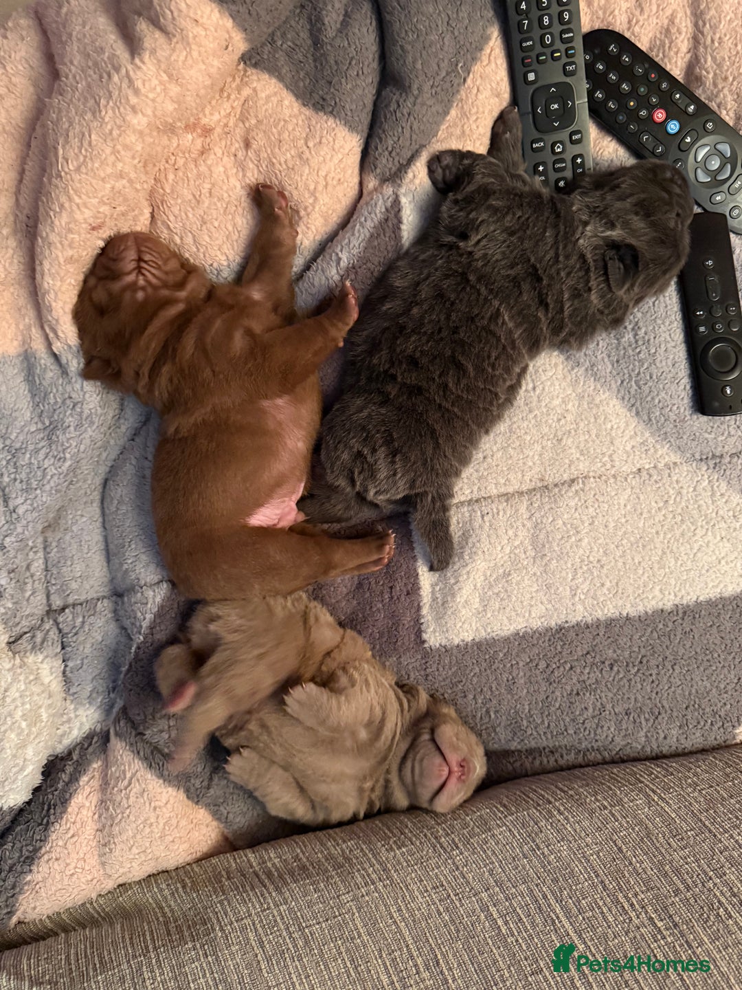 Shar Pei dogs for sale: 3 beautiful shar Pei puppy’s  - Image 11