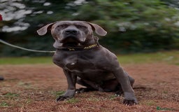 Cane Corso dogs for stud: ⭐️LOKI⭐️ - Image 2