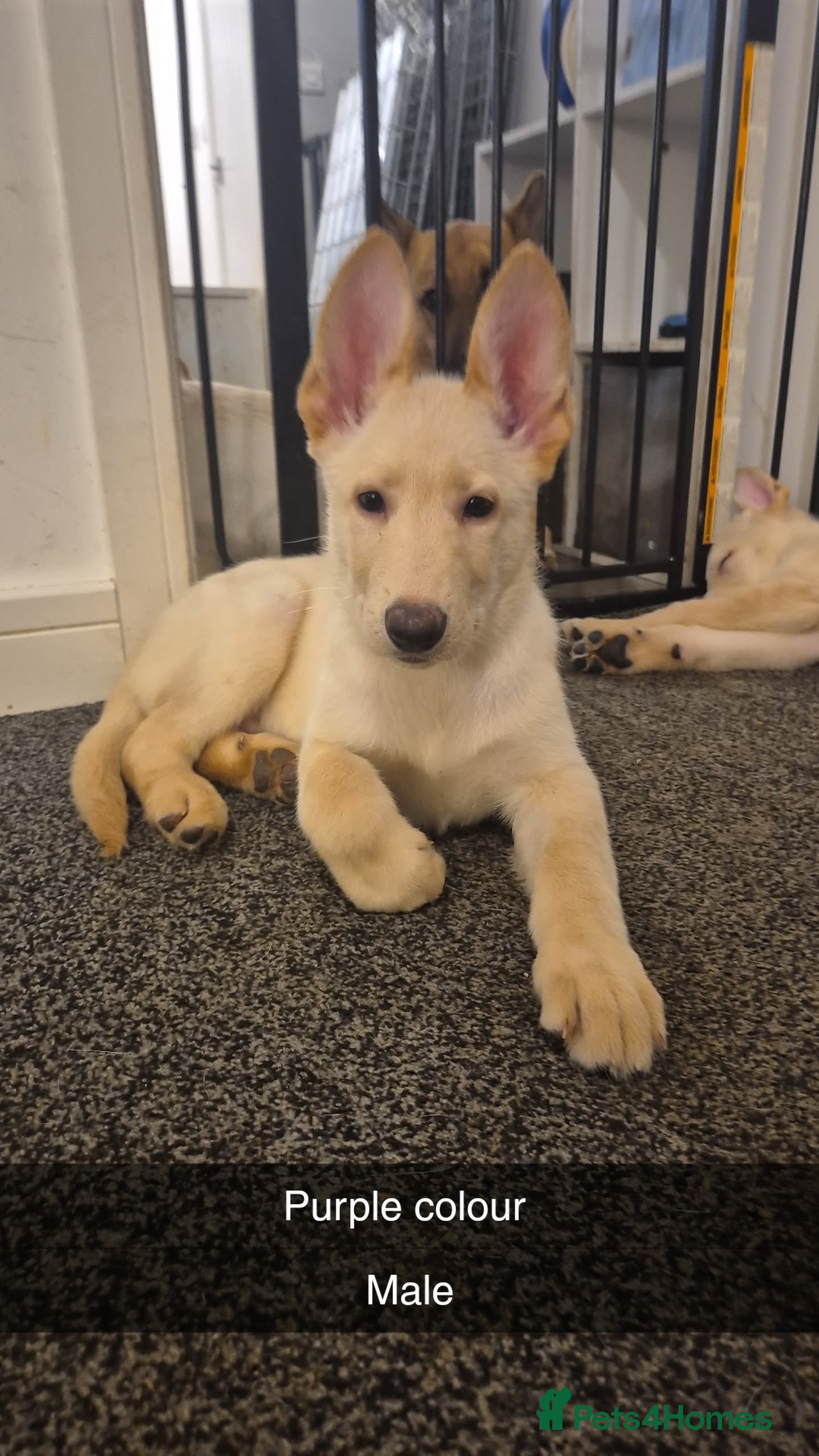 Mixed Breed dogs Shepinois puppies ready to leave  - Advert 4