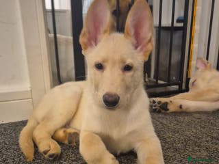 Mixed Breed dogs Shepinois puppies ready to leave - Advert 1