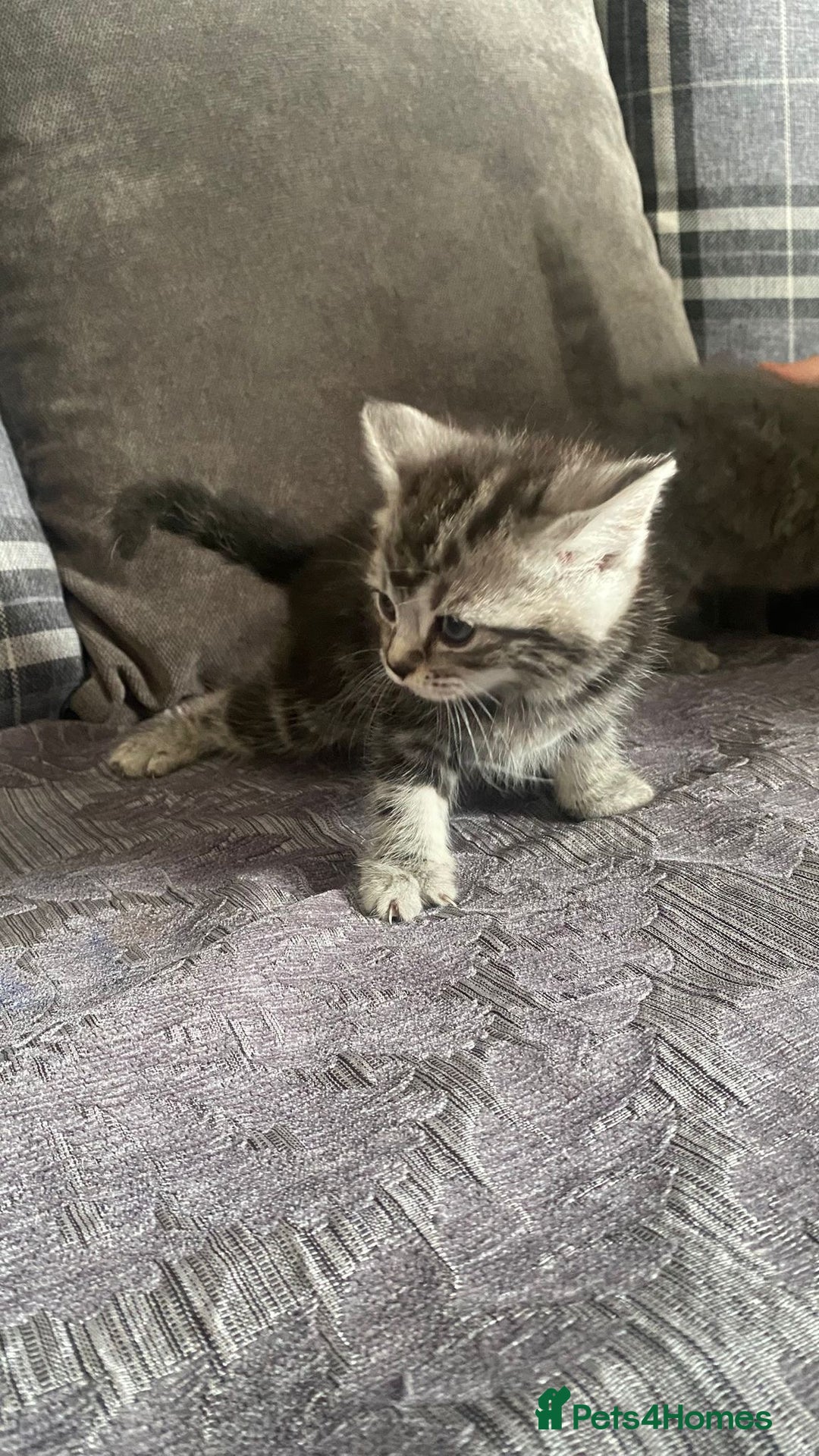 British Shorthair cats for sale:  British short hair kittens  - Image 7