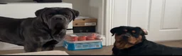 Rottweiler dogs for stud: Roscoe - Advert 10