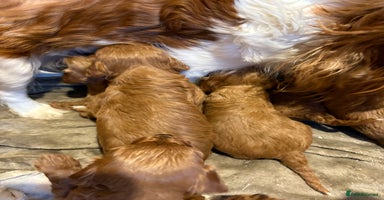 Cavapoo dogs in Dudley - Advert 6