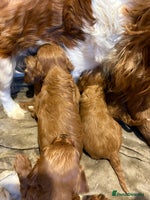 Cavapoo dogs in Dudley - Advert 2