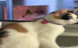 Domestic Shorthair cats for sale: Kitten girl  - Advert 3