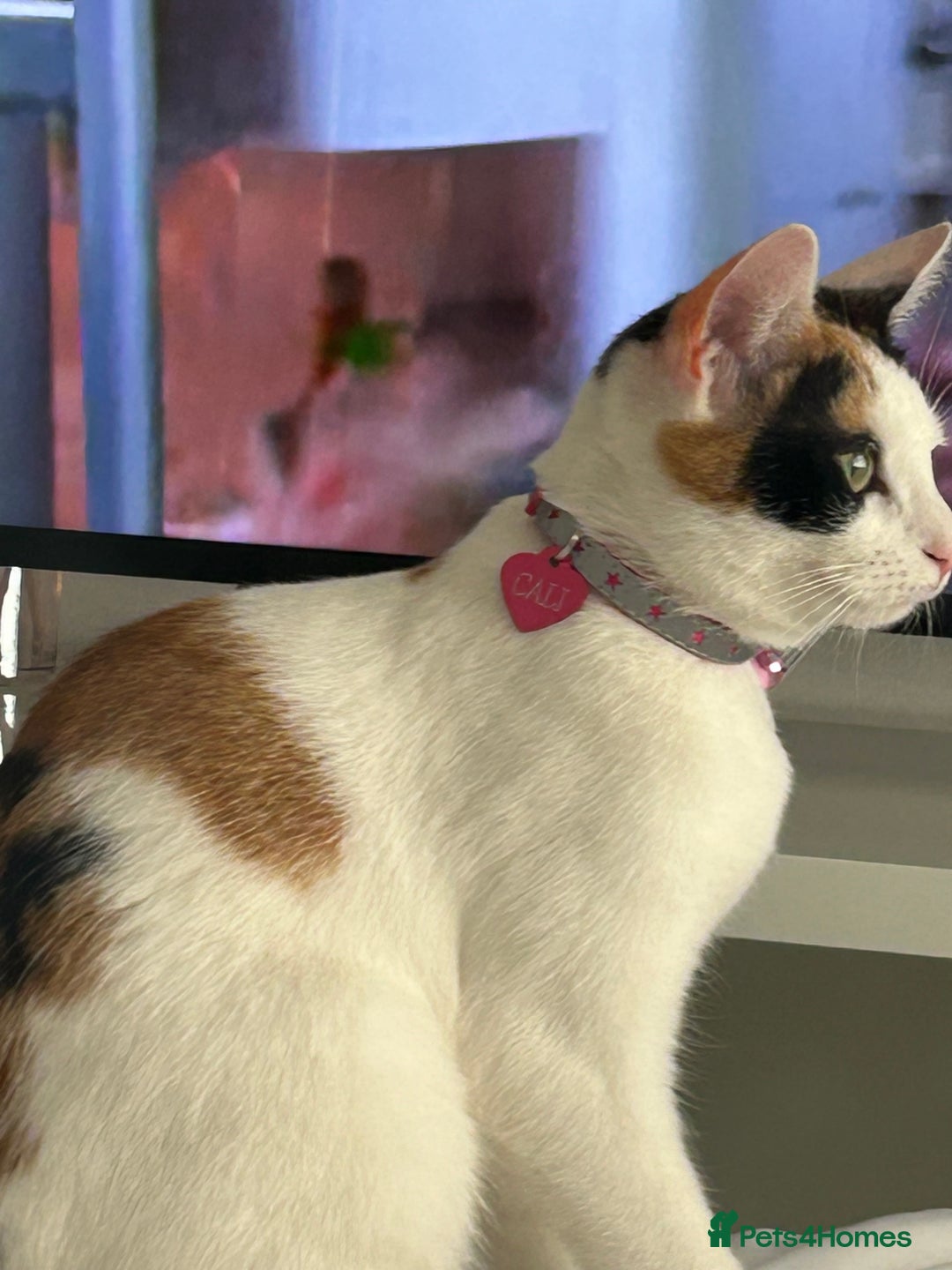 Domestic Shorthair cats for sale: Kitten girl  - Advert 3