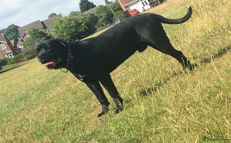 Cane Corso dogs - Advert 1