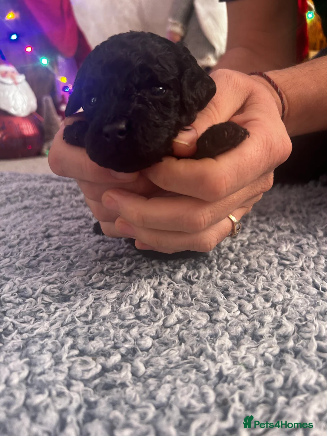 Cockapoo dogs for sale: Beautiful Cockapoo puppies  - Advert 11