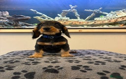 Mixed Breed dogs for sale: daxipoos puppies for sale - Image 2