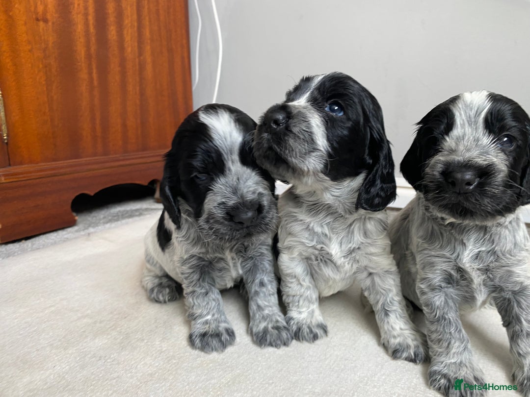 Cocker Spaniel dogs for sale: Beautiful cocker spaniel puppies  - Image 2