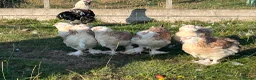 Chickens poultry for sale: Chickens for sale various breeds and ages - Advert 2