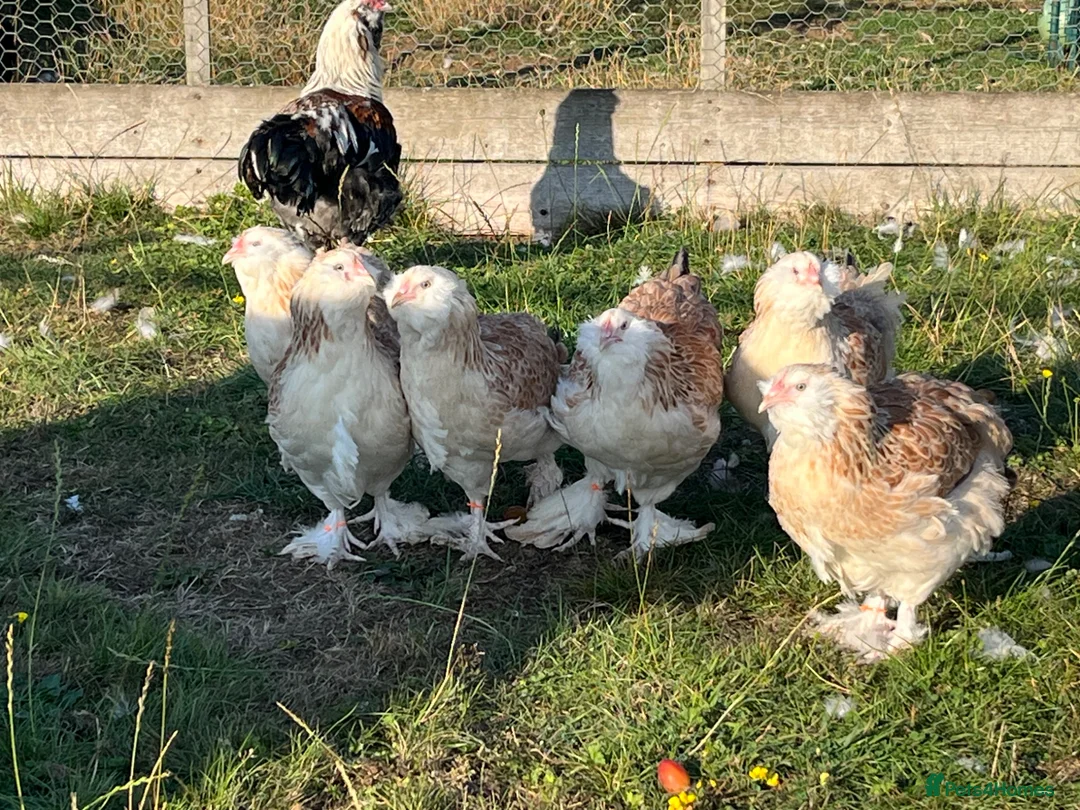Chickens poultry for sale: Chickens for sale various breeds and ages - Advert 2