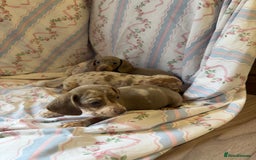 Miniature Dachshund dogs for sale: miniature dash hound puppys  - Advert 16