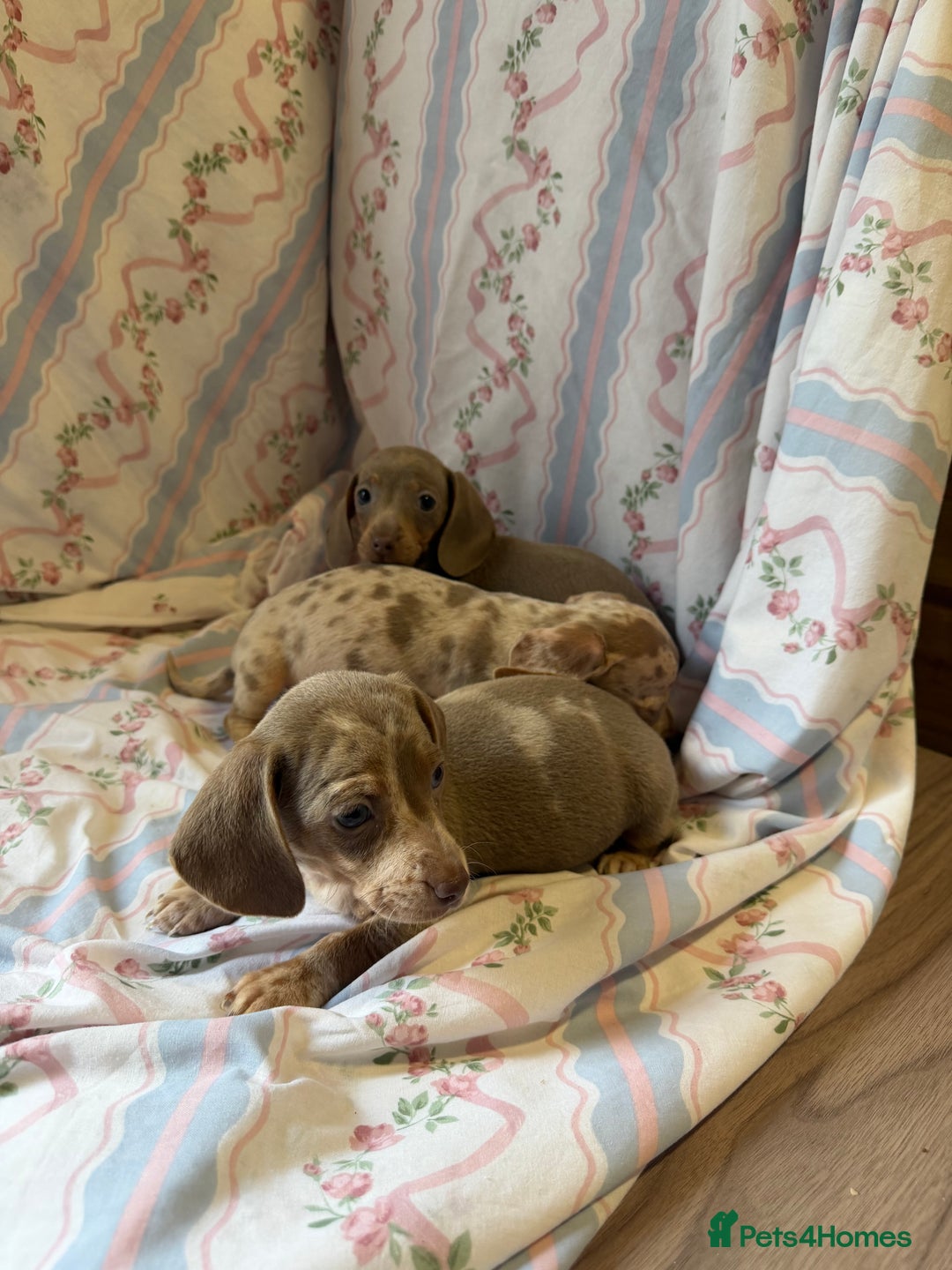 Miniature Dachshund dogs for sale: miniature dash hound puppys  - Advert 16