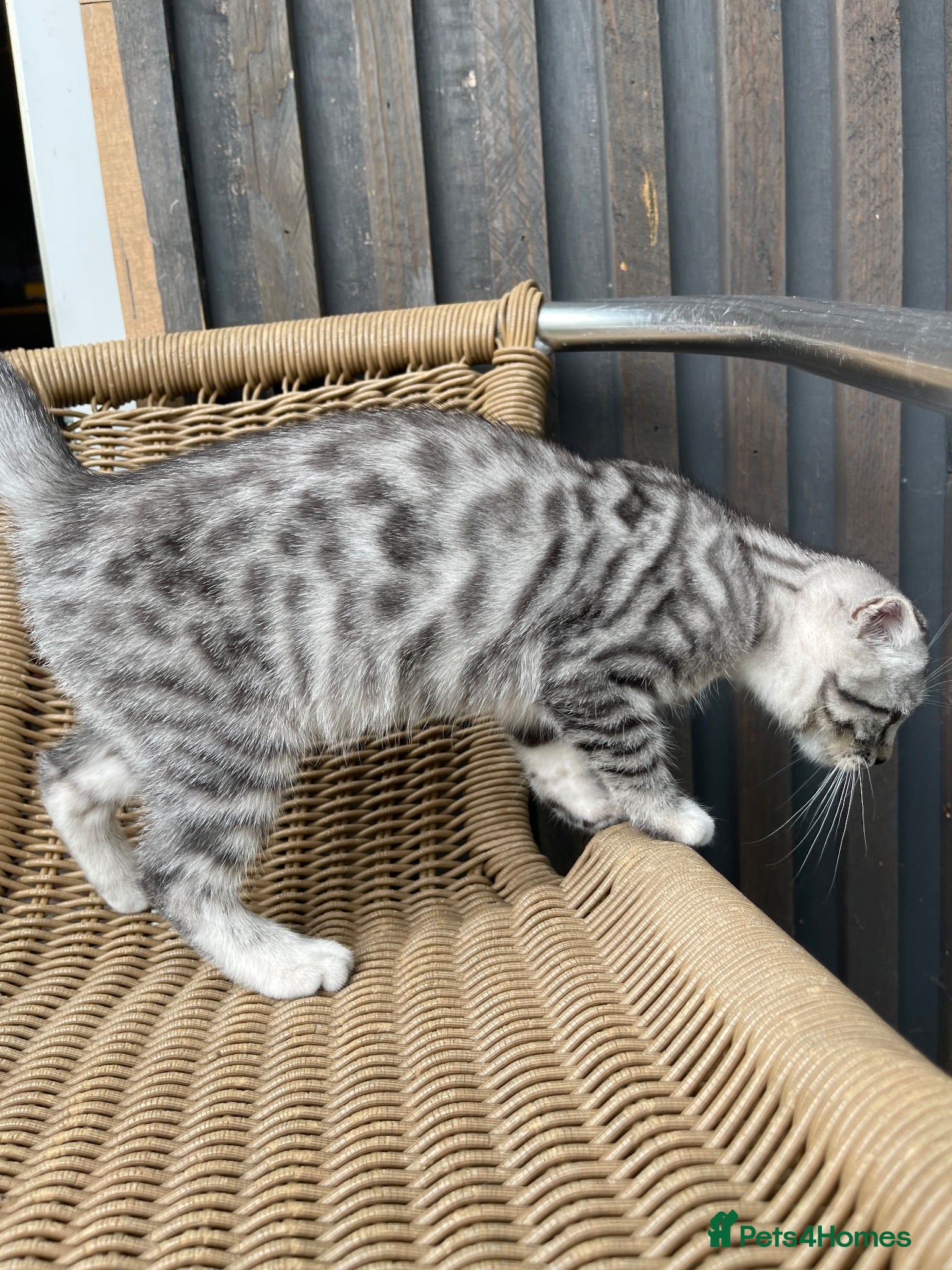 Scottish Fold cats Scottish fold girl - Advert 4