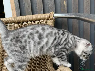 Scottish Fold cats Scottish fold girl - Advert 4