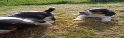 Mixed Breed dogs for sale: Basset x beagle puppies  in Rhayader - Advert 9