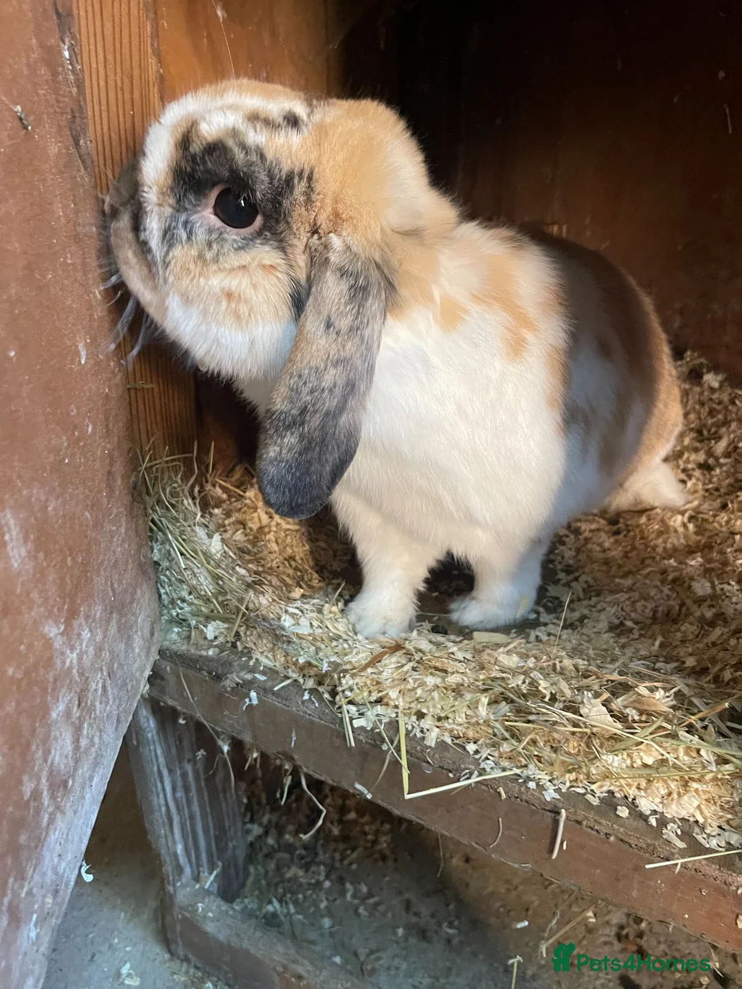 English Lop rabbits for sale: Lop Bunnies, Lion Mane as well as Double lion Mane - Advert 6