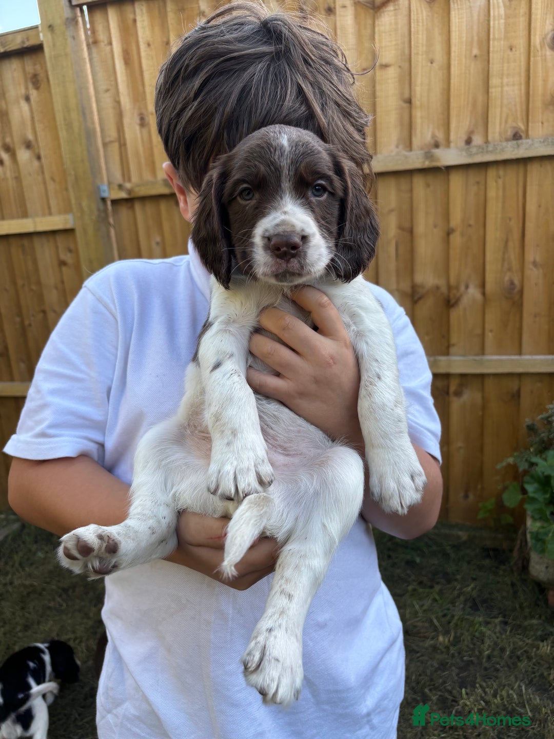 English Springer Spaniel dogs for sale: Gorgeous English Springer spaniel puppies - Image 20