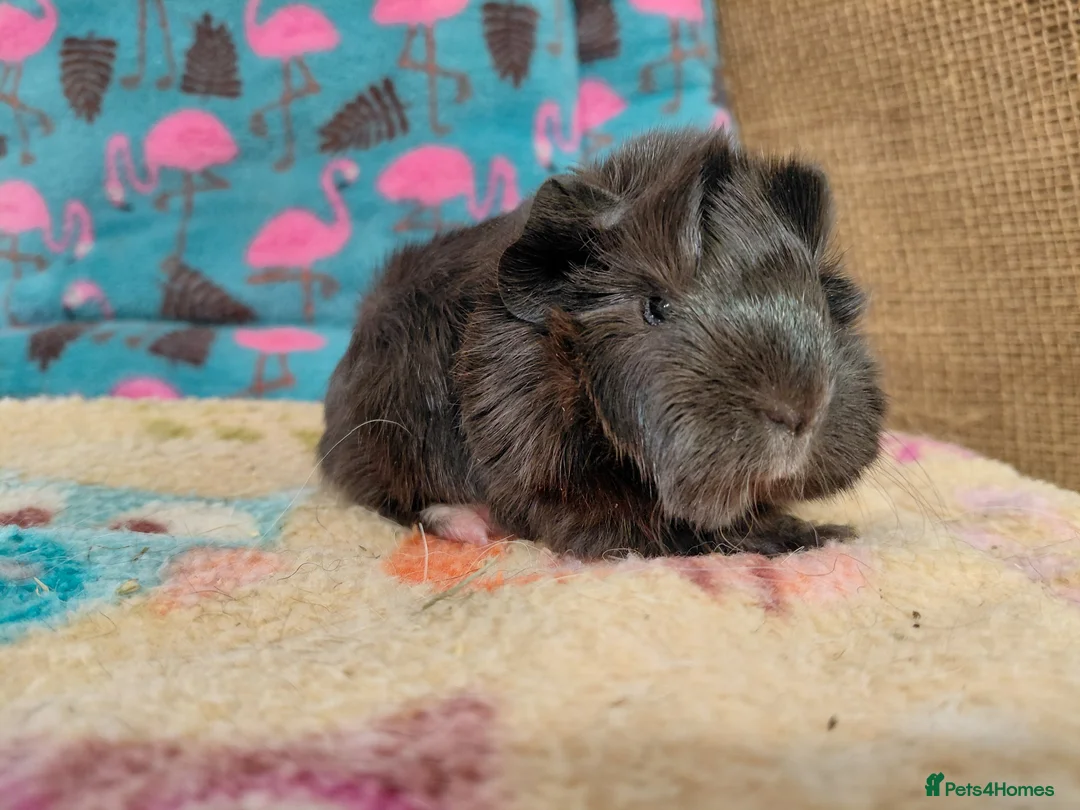 Guinea Pig rodents for sale: Young Adult Retired Sheltie Baby Peru/Funky Sows  - Advert 2