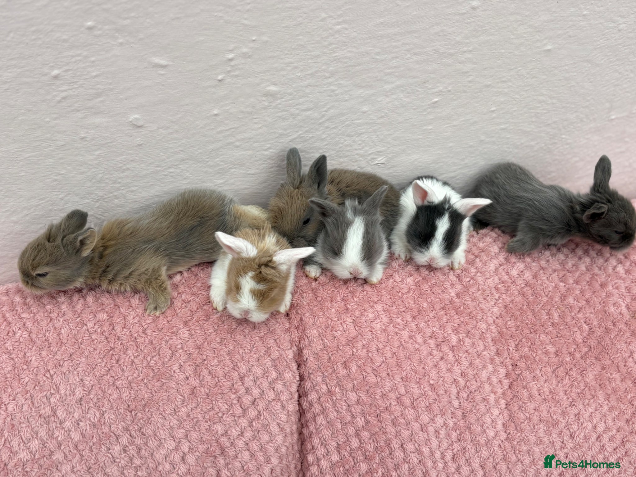 Mini Lop rabbits Mini lops-raised indoors-vaccinated  - Advert 2