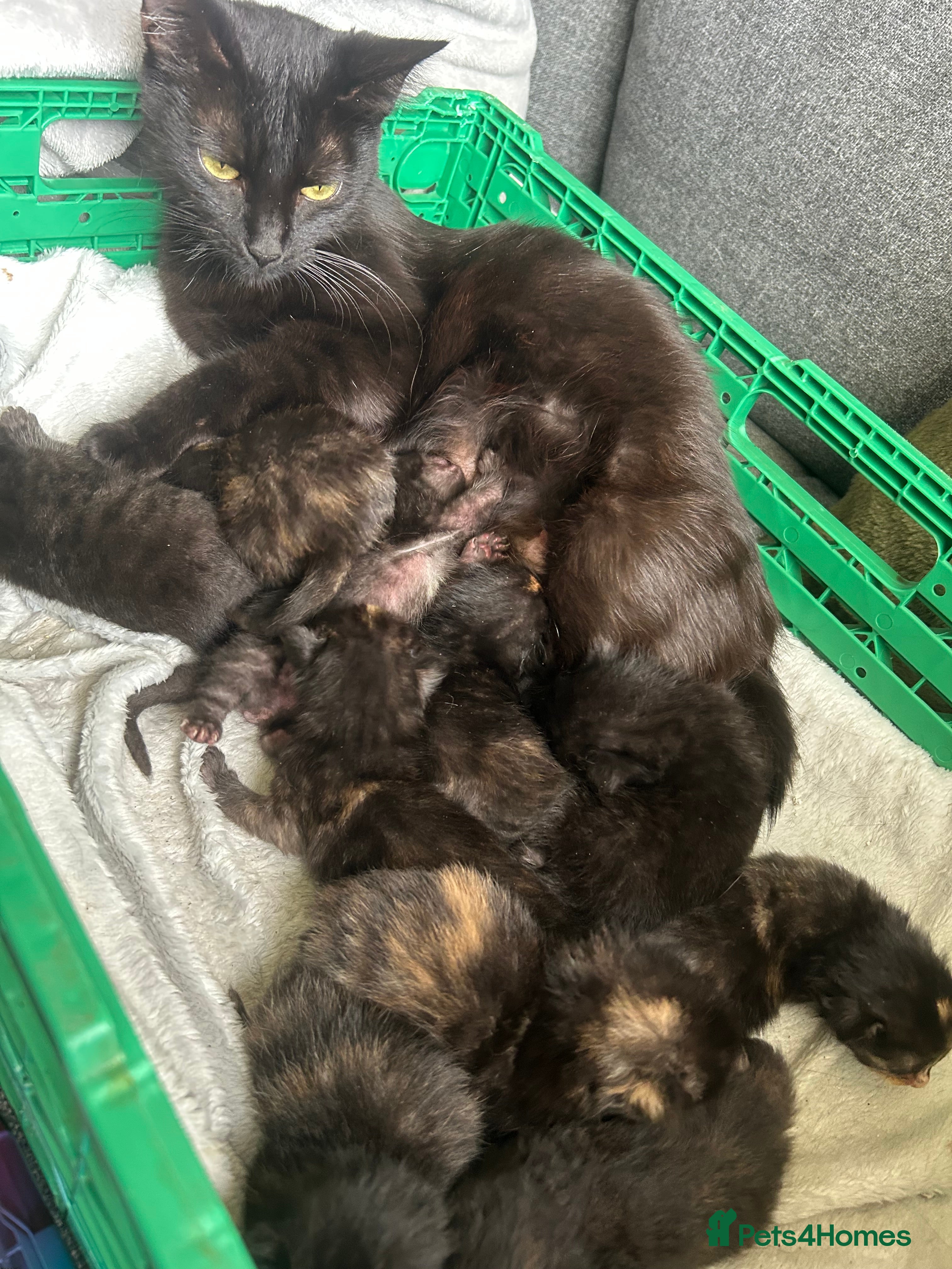 Mixed Breed cats 11 Stunning Kittens - Advert 2