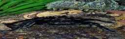 Tarantulas invertebrates for sale: Tliltocatl vagans (Mexican red rump) in Leighton Buzzard - Advert 2