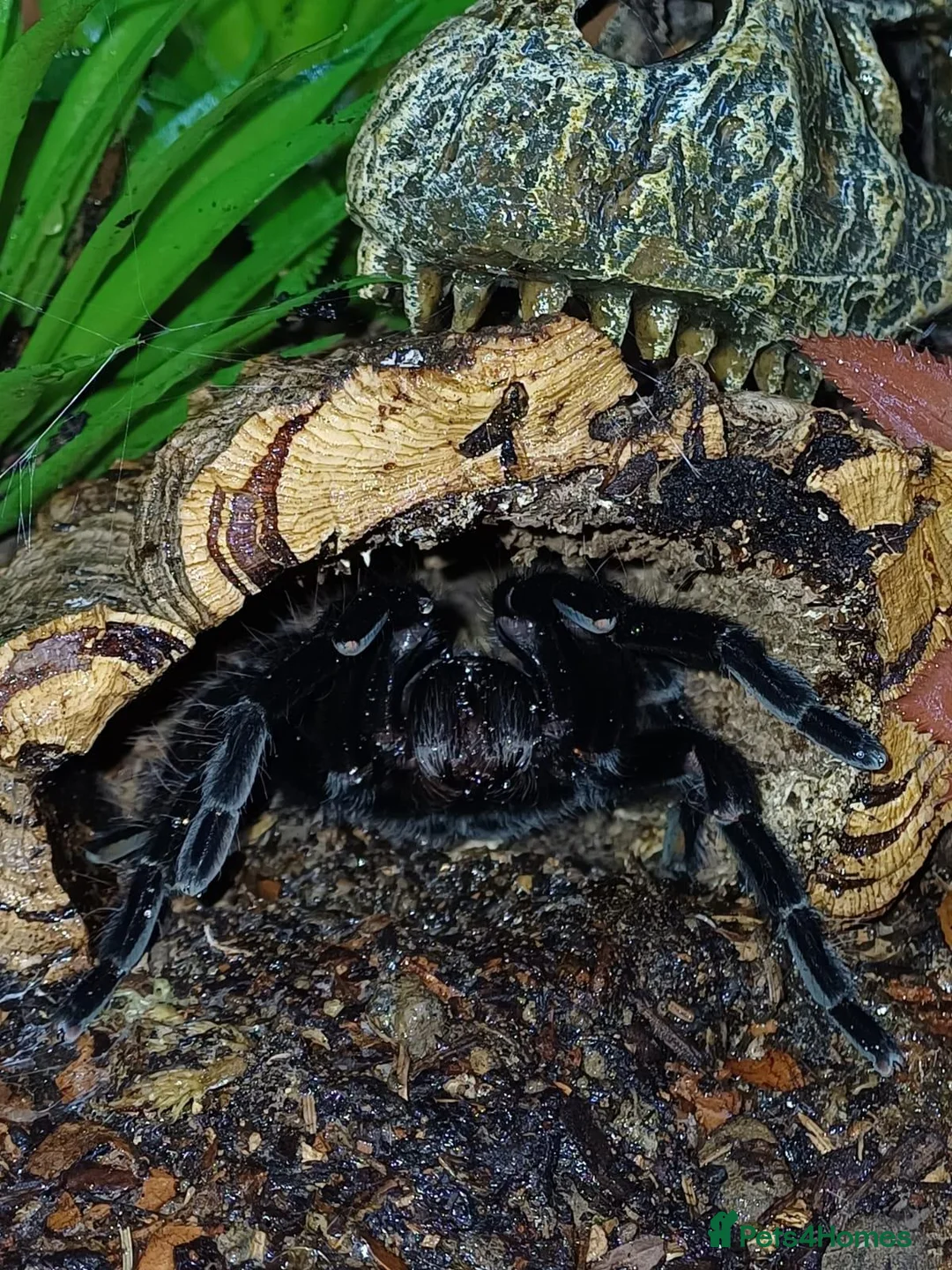 Tarantulas invertebrates for sale: Tliltocatl vagans (Mexican red rump) in Leighton Buzzard - Advert 2