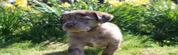 Labradoodle dogs for sale: Stunning Red Merle and Chocolate Labradoodle Pups in Auchterarder - Advert 9