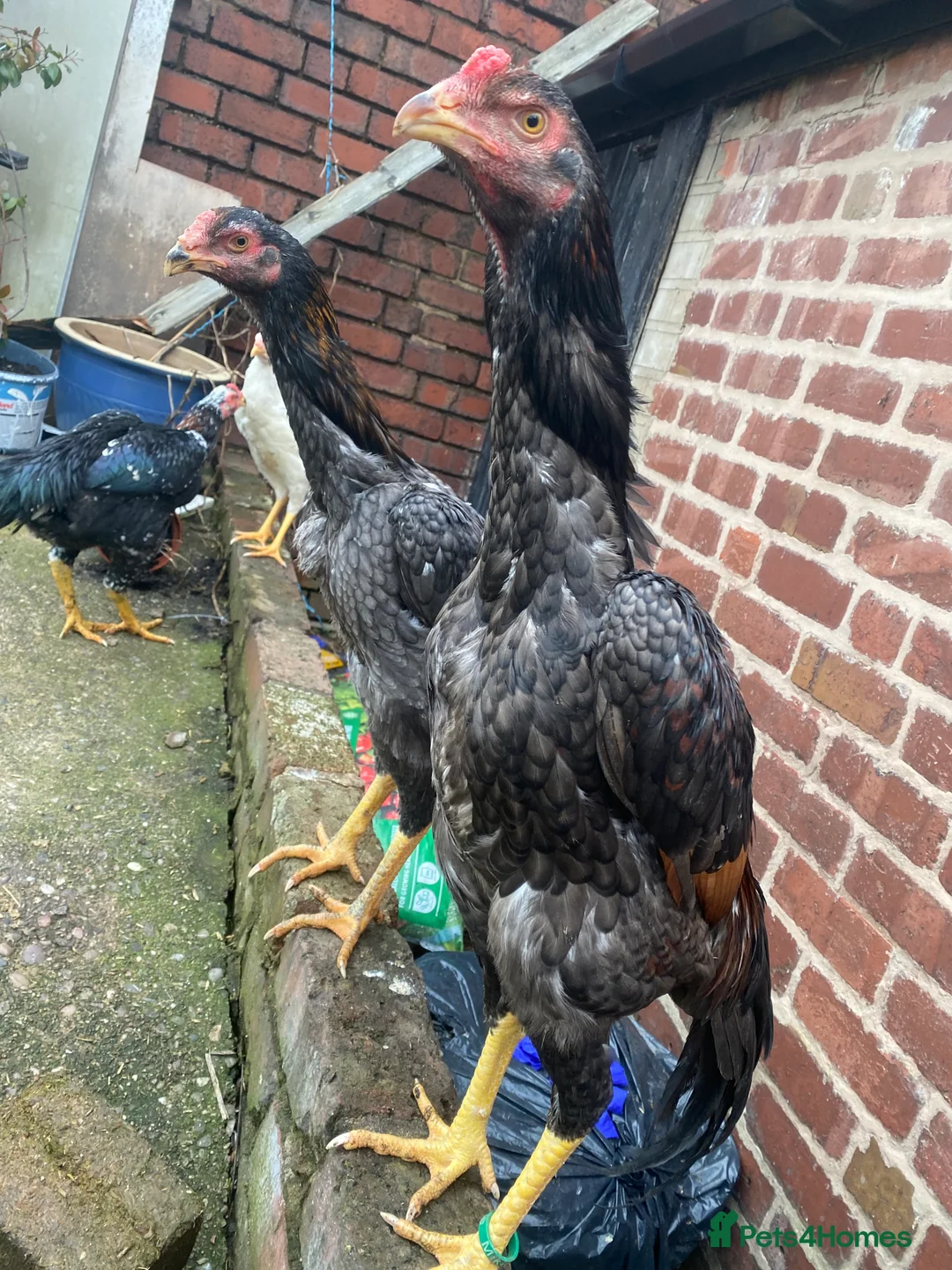 Hens poultry for sale: O shamo, shamo, Pakistani aseel and miwali   - Advert 27