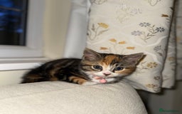 Domestic Shorthair cats for sale: Mixed Kitten female  - Image 8