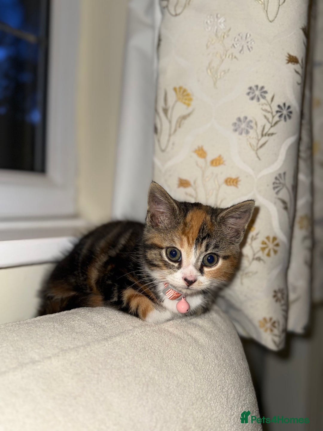 Domestic Shorthair cats for sale: Mixed Kitten female  - Image 8