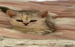 British Shorthair cats for sale: Beautiful British shorthair kittens 3 LEFT  - Image 23