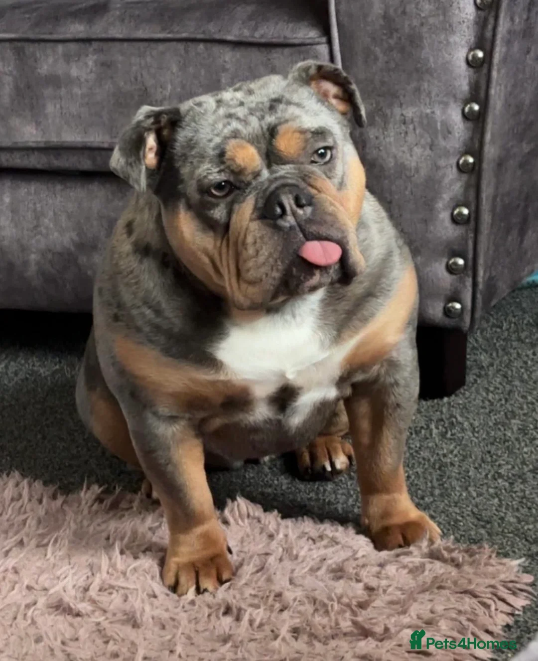 English Bulldog dogs for sale: Beautiful New English Bulldog   in Alfreton - Advert 6