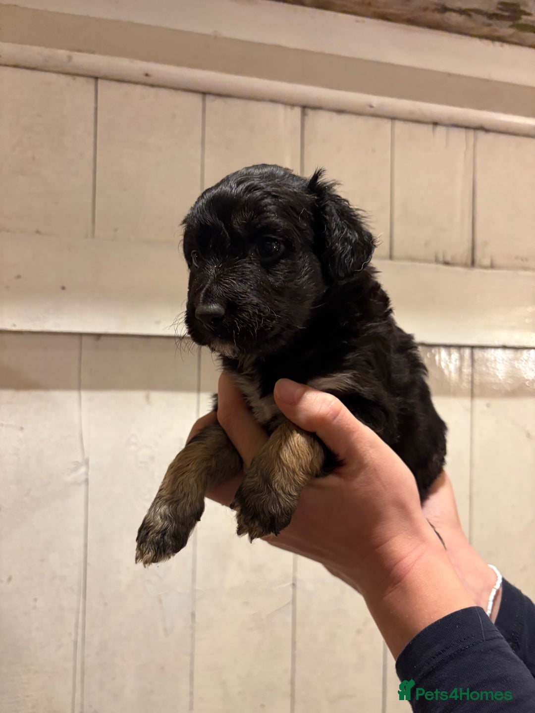 Mixed Breed dogs for sale: Collie x Cokerpoo pups  - Advert 5
