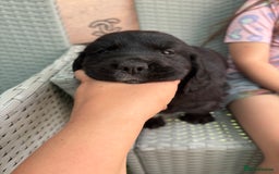 Cockerdor dogs for sale: 3 beautiful cockerador baby’s  - Image 12