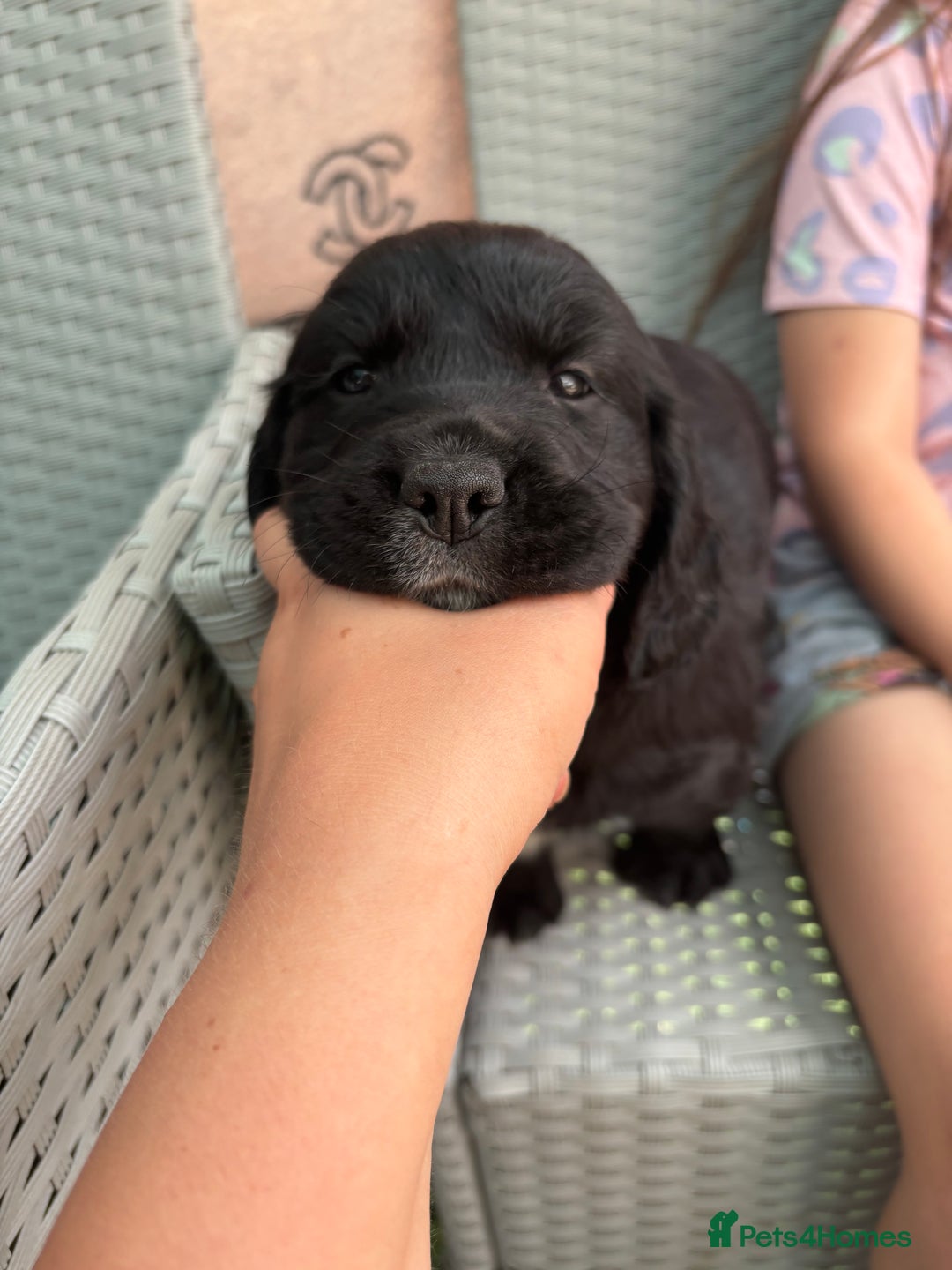 Cockerdor dogs for sale: 3 beautiful cockerador baby’s  - Image 12