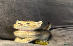 British Shorthair cats for sale: TICA Chunky Golden/Blue Golden BritishSH kittens  - Image 4