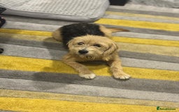 Yorkshire Terrier dogs for adoption: Sweet Daisy looking for LOVE  - Image 9