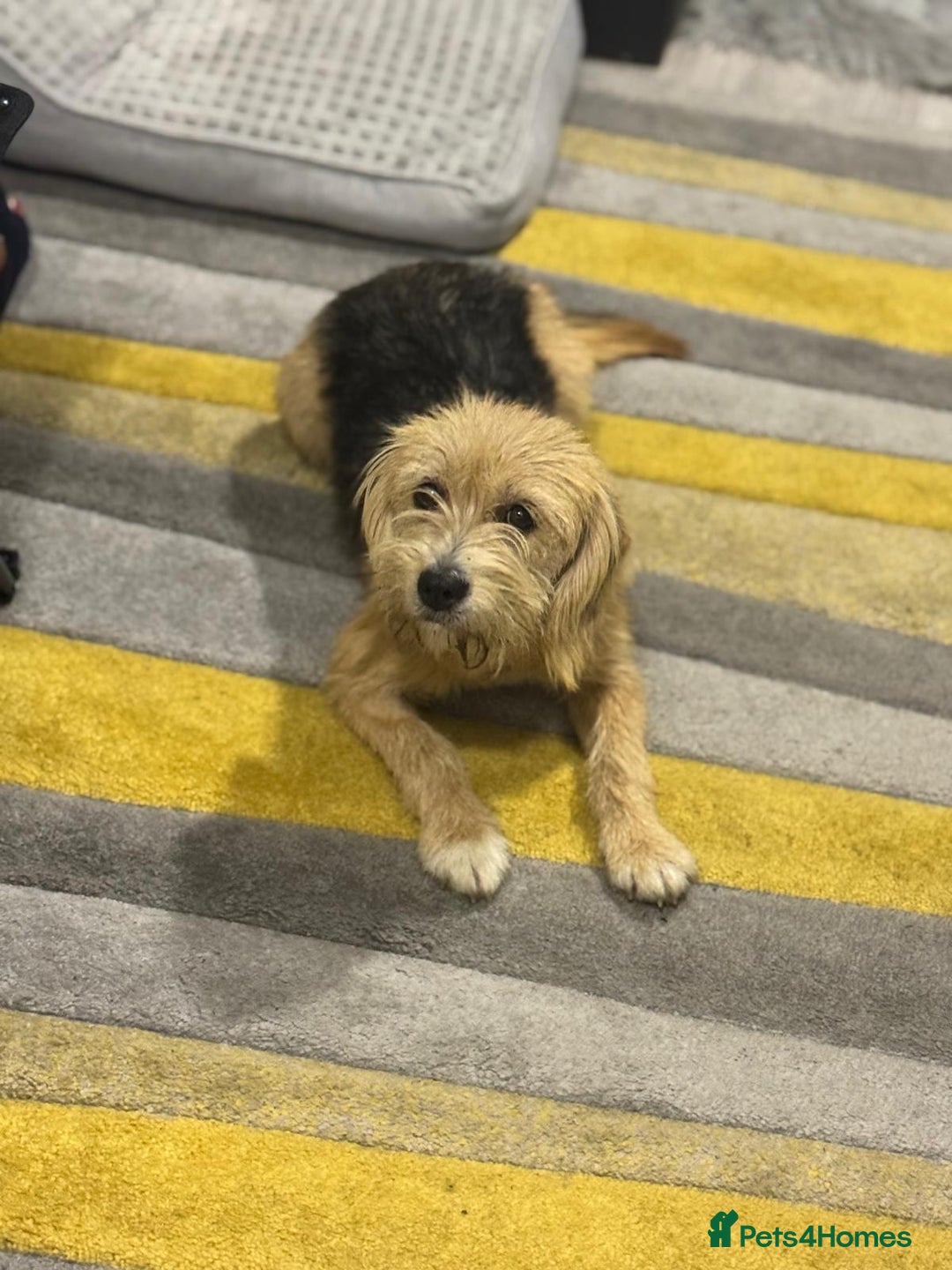 Yorkshire Terrier dogs for adoption: Sweet Daisy looking for LOVE  - Image 9