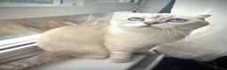 Scottish Fold cats for sale: 😻Stunning Scottish fold/straight kittens❤️😍😻 - Advert 1