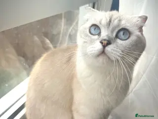 Scottish Fold cats 😻Stunning Scottish fold/straight kittens❤️😍😻 - Advert 3