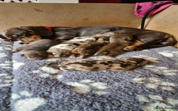Dachshund dogs for sale: 3 male 2 female dashound puppies ready to go. - Image 7