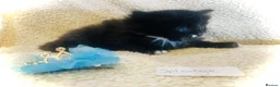 Persian cats for sale: Three little silver tipped chinchilla Persian X.  - Advert 6