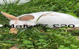 English Spot rabbits for sale: 9 x Adorable baby rabbits for sale  - Image 11