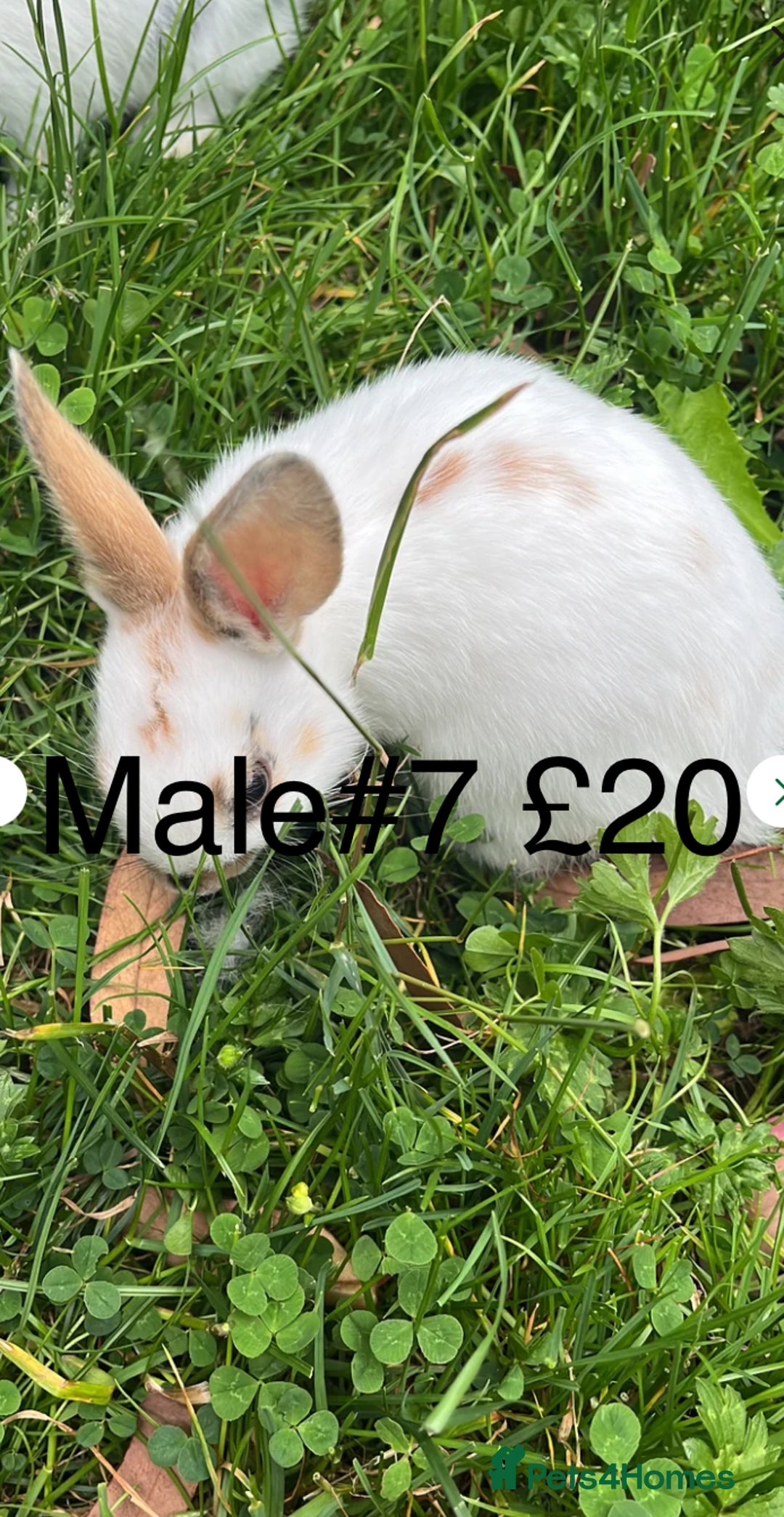 English Spot rabbits for sale: 9 x Adorable baby rabbits for sale  - Image 11
