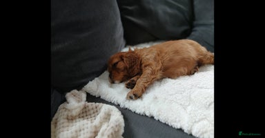 Cavalier King Charles Spaniel dogs - Advert 9